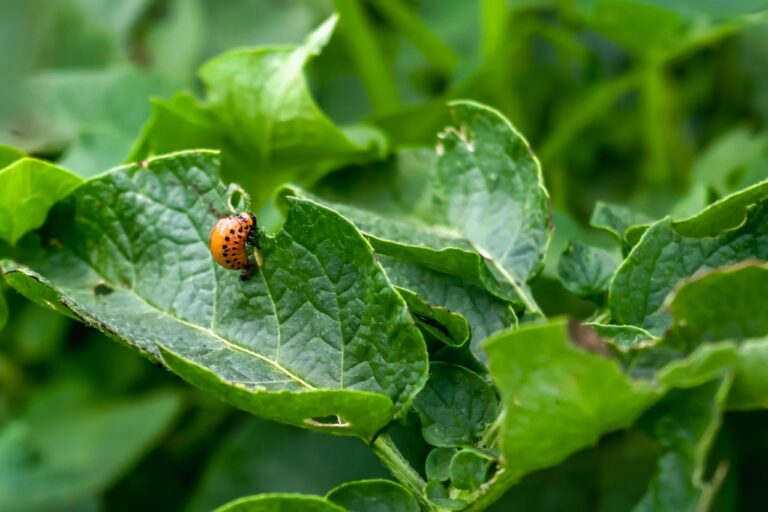 Traitement Anti-Nuisibles : Qui Doit Payer, Propriétaire ou Locataire ? 🐜🏡